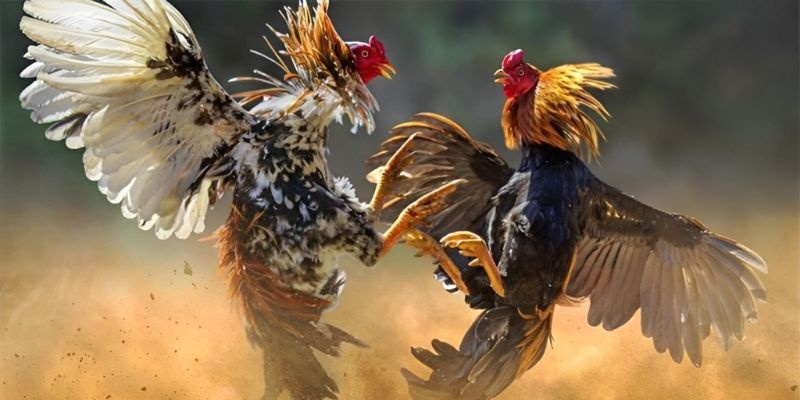 Điều kiện để có thể đăng ký tài khoản tham gia đá gà Thomo 